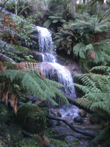 Ferntree Falls