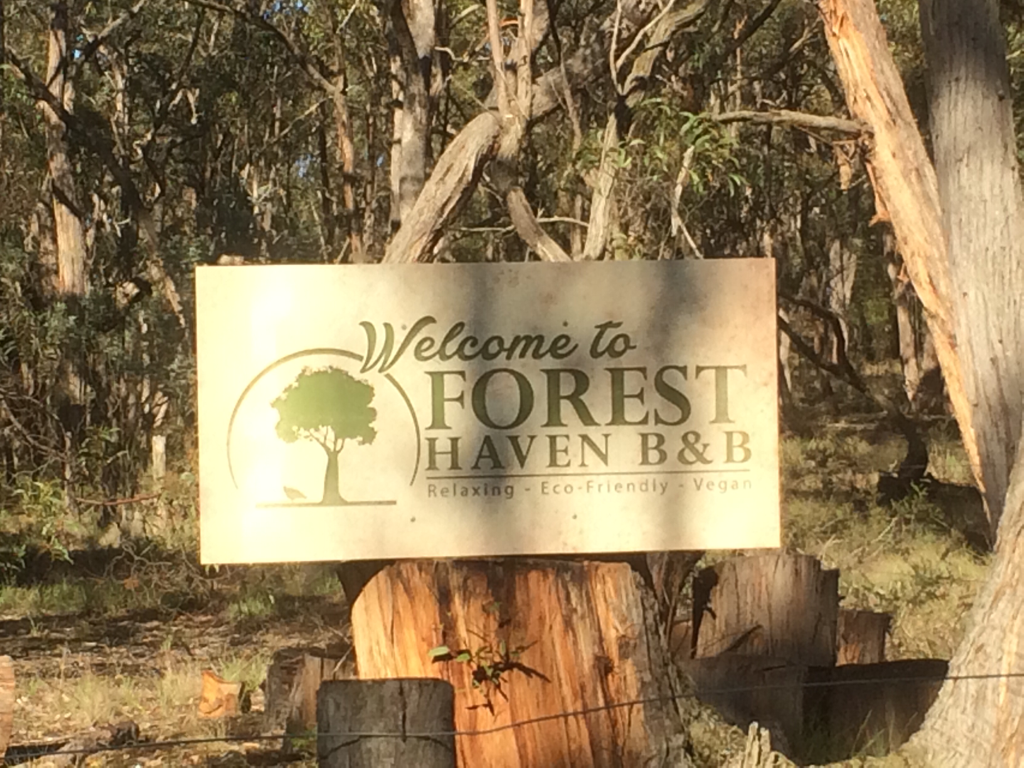 Forest Haven