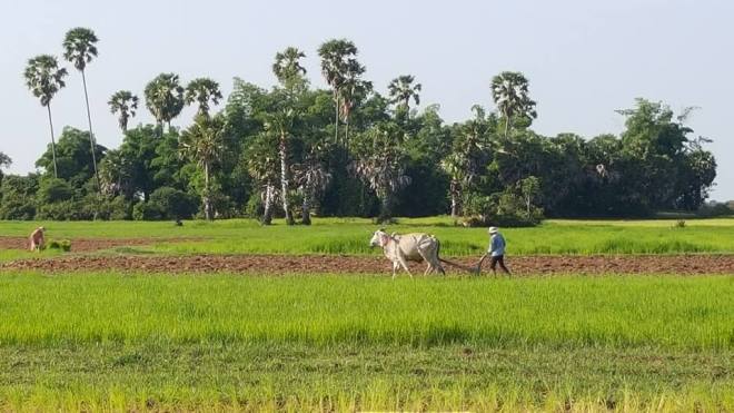 Cambodian Fields
