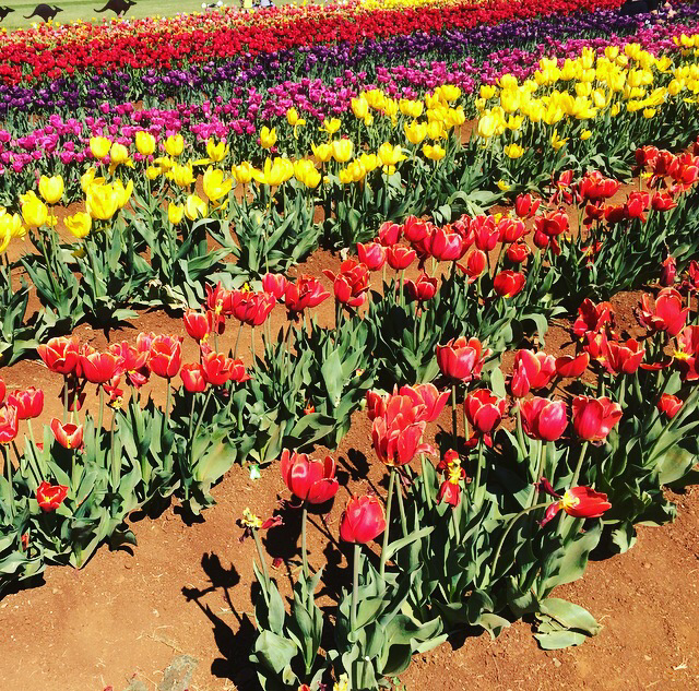 The Tesselaar Tulip Festival – Photo Diary