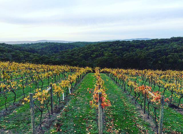 13281700_1766230480286612_655306663_n