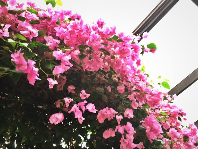 14971782_1848797885363204_18694756_n