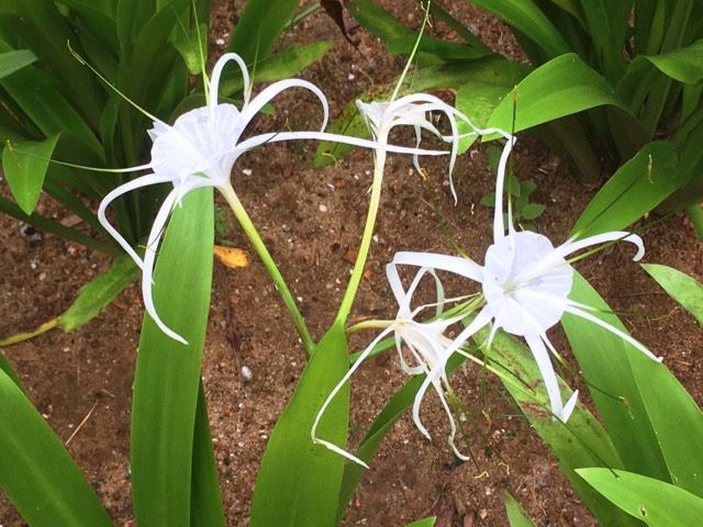 15049810_1848798065363186_1438915667_n