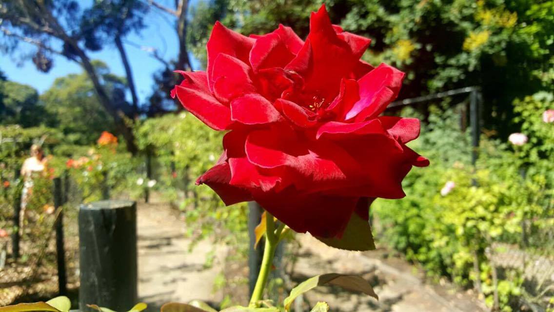 16145649_1888075311435461_1789921887_o