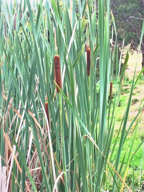 16176500_1888074034768922_1398487022_n