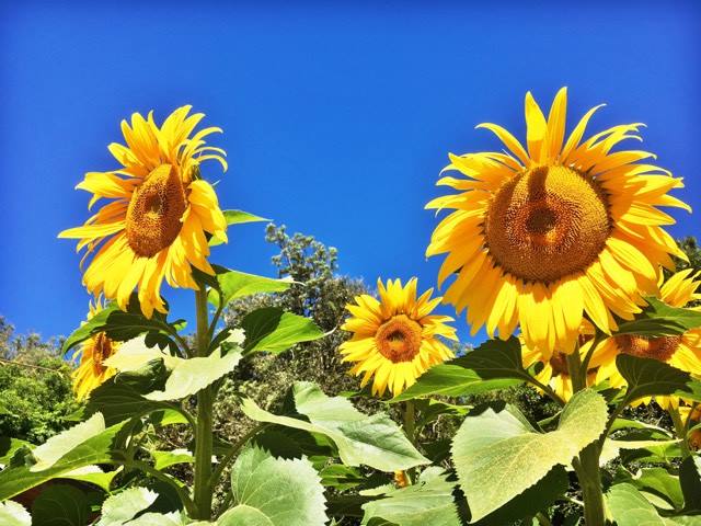 16237888_1888074454768880_2098073062_n