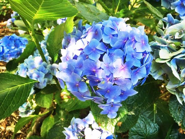 16237903_1888074924768833_1985876228_n