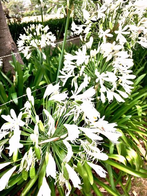 16237906_1888073114769014_70297559_n