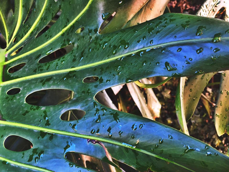 7 Common Misconceptions About Vegans