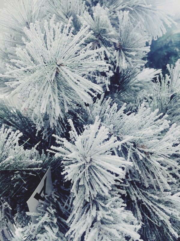 Blogmas – How To Stay Calm During The Holidays!